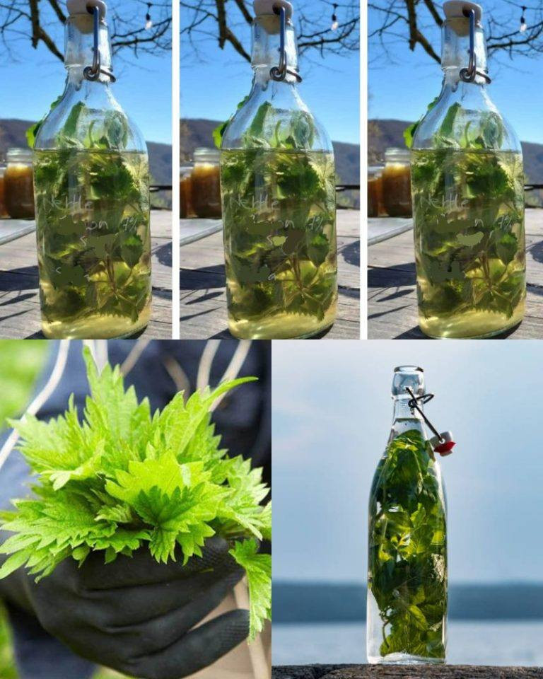 L’ortica nell’ALCOOL è più potente di qualsiasi medicina, diceva sempre mio nonno: ricorda questa ricetta per la vita!