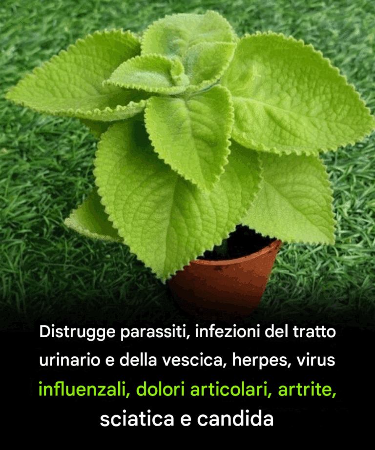 Origano e salute digestiva: come questa erba aiuta lo stomaco