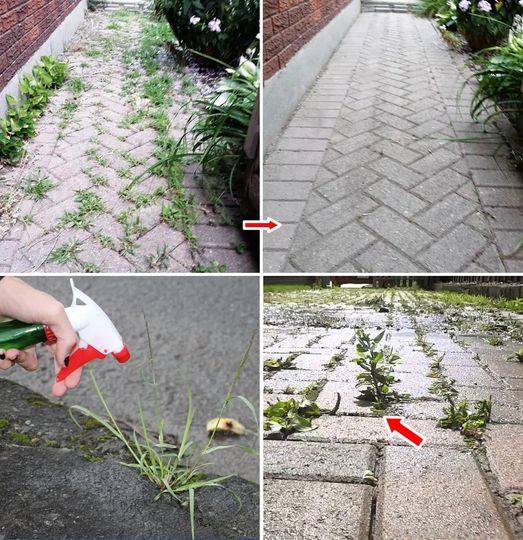 Come eliminare per sempre le erbacce dal tuo patio o giardino