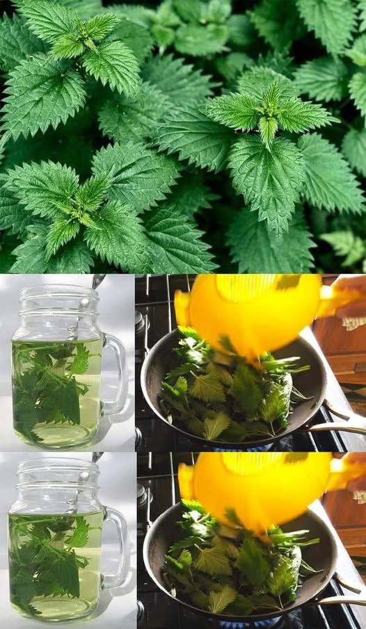 L’ortica è una pianta dai molteplici benefici