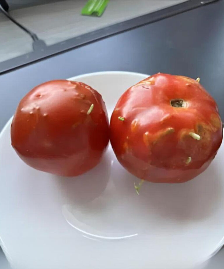 Strano enigma: pomodori danneggiati, una scoperta inaspettata nella mia cucina!