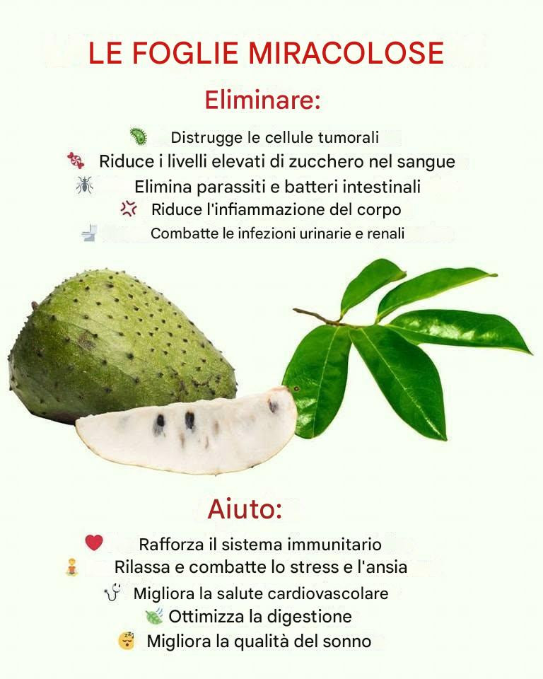 Graviola e i suoi incredibili benefici contro l’ipertensione, l’acido urico e persino il cancro!