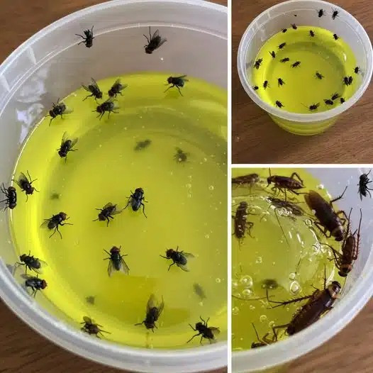 Prova questo semplice trucco a casa: dopo un’ora non ci saranno più mosche o scarafaggi