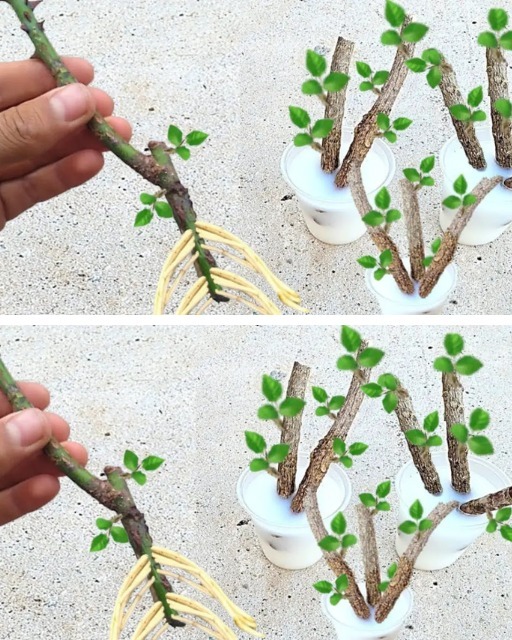 La migliore tecnica per radicare qualsiasi ramo