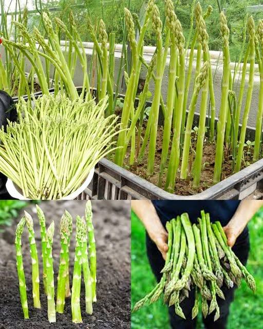 Come coltivare gli asparagi a casa in contenitori