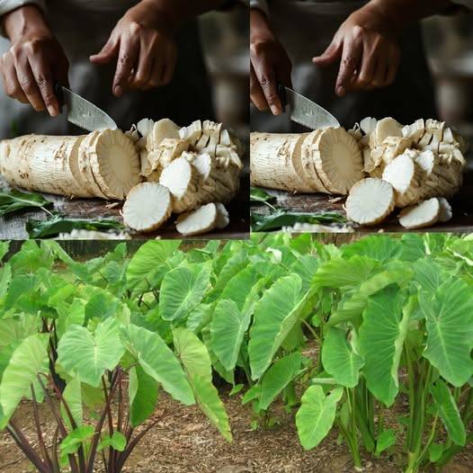 Taro (Colocasia esculenta): libera il potere della sua radice e oltre