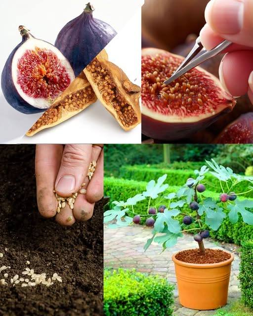 Coltivare i fichi dai semi in un vaso