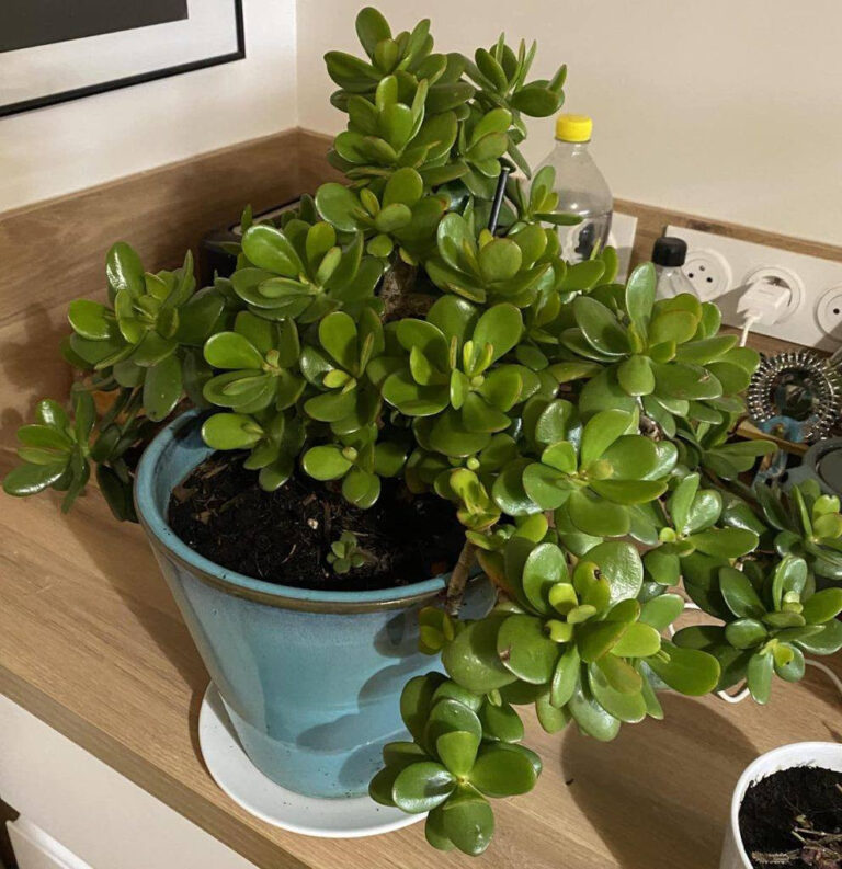 Albero di giada: come prendersi cura di un albero fortunato che attrae denaro e ricchezza