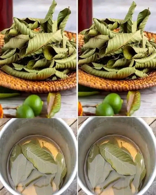 Tè alle foglie di guava beneficiTè alle foglie di guava: benefici