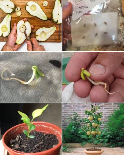 Come coltivare un pero in vaso dal seme: una guida completa