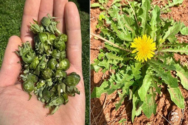 La maggior parte delle persone lo chiama un’erbaccia