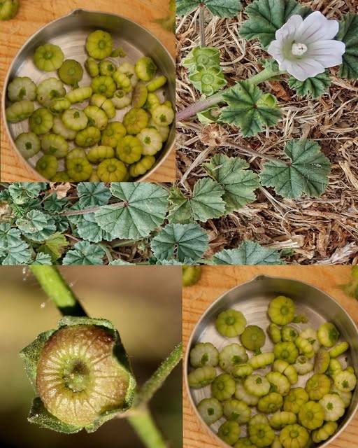 15 benefici della malva comune