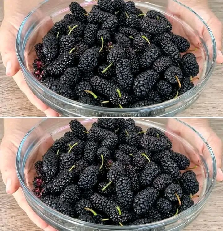 Come coltivare il gelso nero in vaso a casa e avere tantissimi frutti