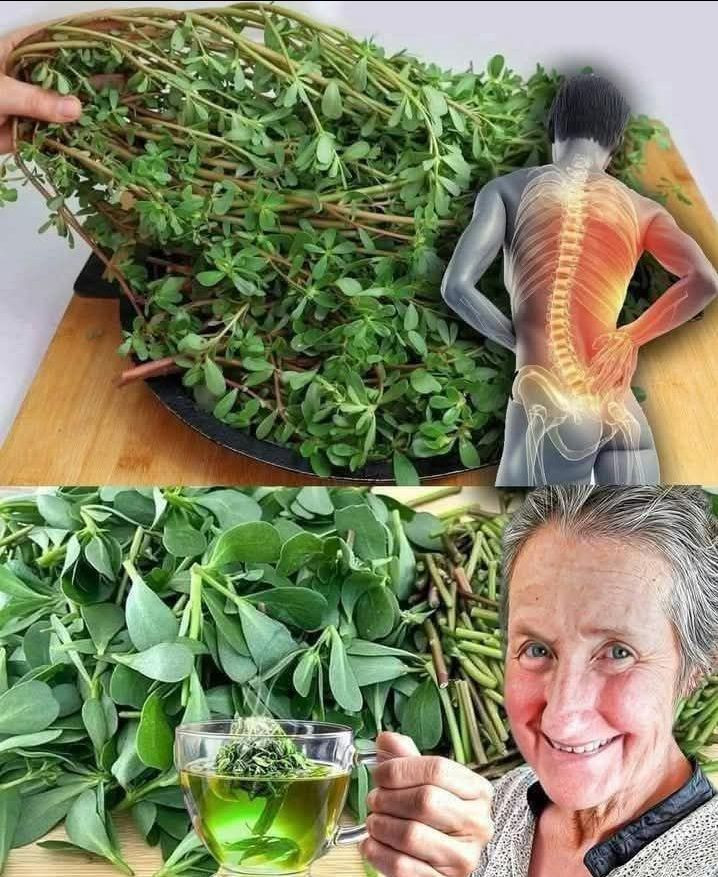 La foglia che uccide il cancro di cui i medici non vi parlano: la scoperta segreta di Barbara O’Neill