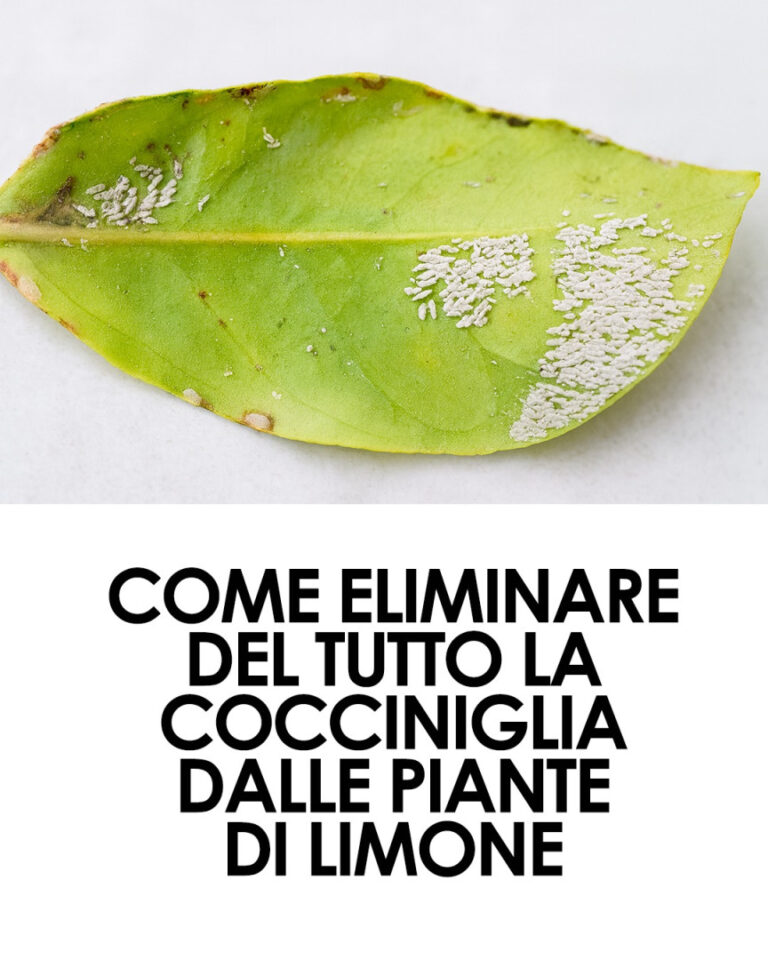  Come eliminare la cocciniglia con rimedi naturali