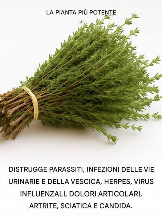 È tra le piante più potenti del mondo