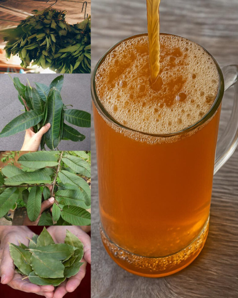 Le quattro foglie medicinali: foglie di avocado, foglie di mango, foglie di alloro e foglie di guava