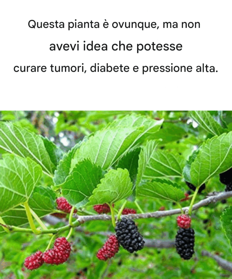 Tisana alle foglie di lampone – Per ridurre la glicemia e la pressione sanguigna