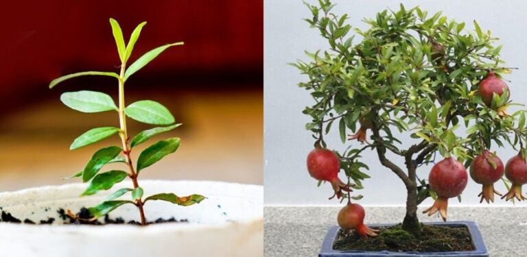 Come far crescere un albero di melograno dai semi in una pentola