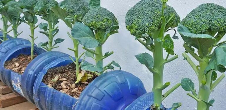 Come coltivare i broccoli a casa in contenitori