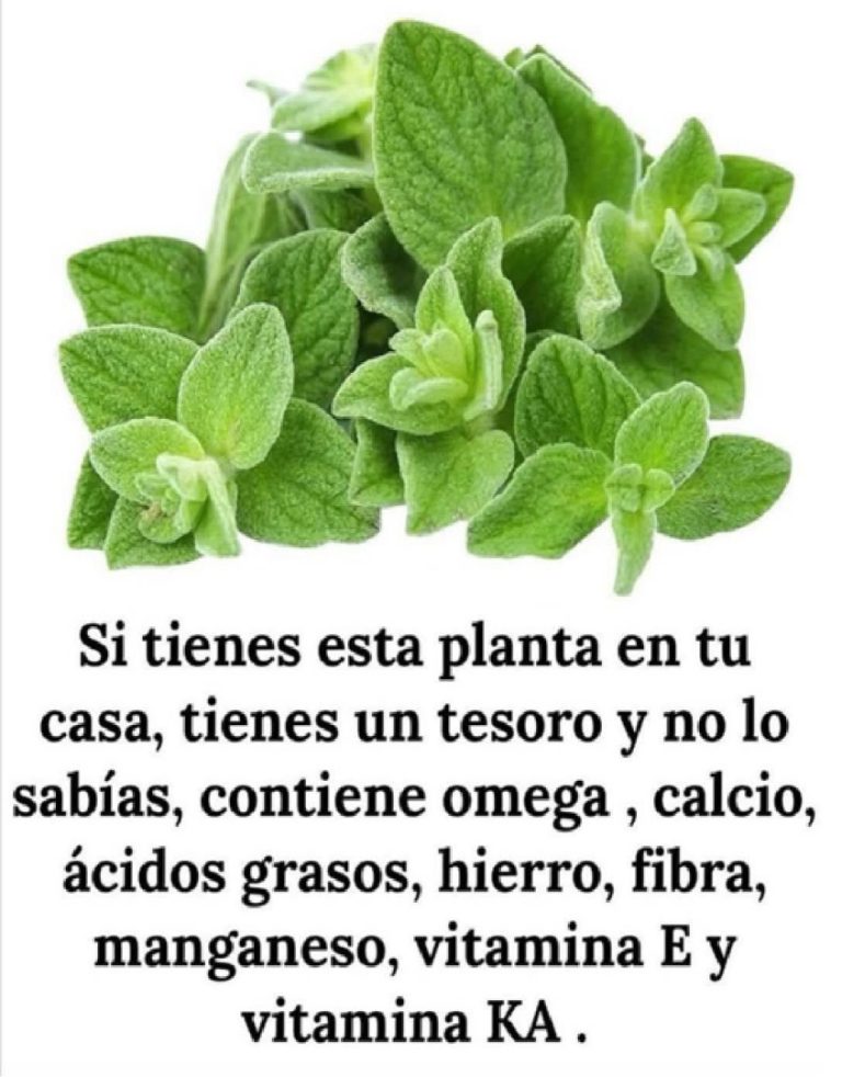 Se hai questa pianta in casa, hai un tesoro e non lo sapevi