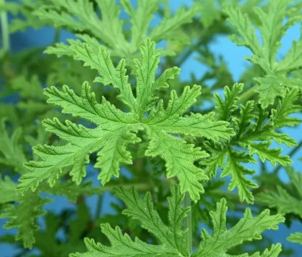 È difficile trovarle sul mercato, ma se il tuo vicino ne ha una sul davanzale, chiedigli subito una foglia: è preziosissima per molti motivi.