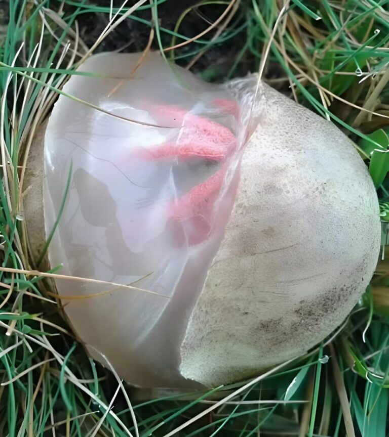 Stamattina sono uscito in giardino, solo per annaffiare i fiori e controllare se i gatti avessero già fatto i loro bisogni, come spesso accade. Ma non appena ho aperto il cancello, sono stato investito da un odore orribile. Così forte che mi si è stretto il petto e ho sentito un sapore metallico in bocca