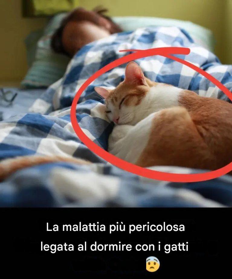 Dormire con il gatto: dolce compagnia o rischio per la salute?