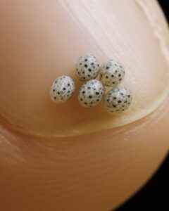 Abbiamo ordinato un'insalata, ma c'erano delle piccole macchie nere nel cibo: siamo andati direttamente in ospedale