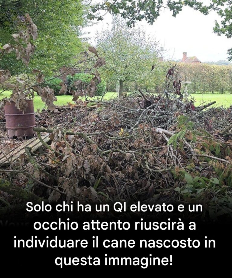 Riesci a individuare il cane nascosto? Solo chi ha la vista d'aquila può!