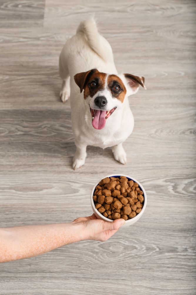 Come nutrire correttamente il tuo cane?