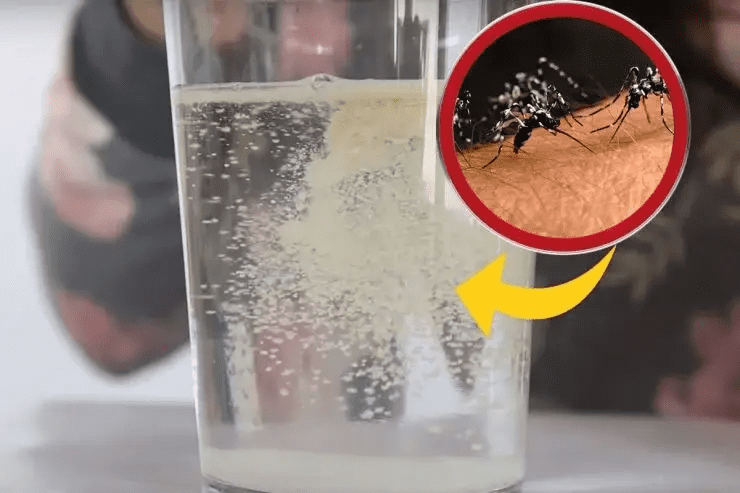 È stata votata come la migliore trappola contro mosche e zanzare. Puoi realizzarla con prodotti che hai già in casa!