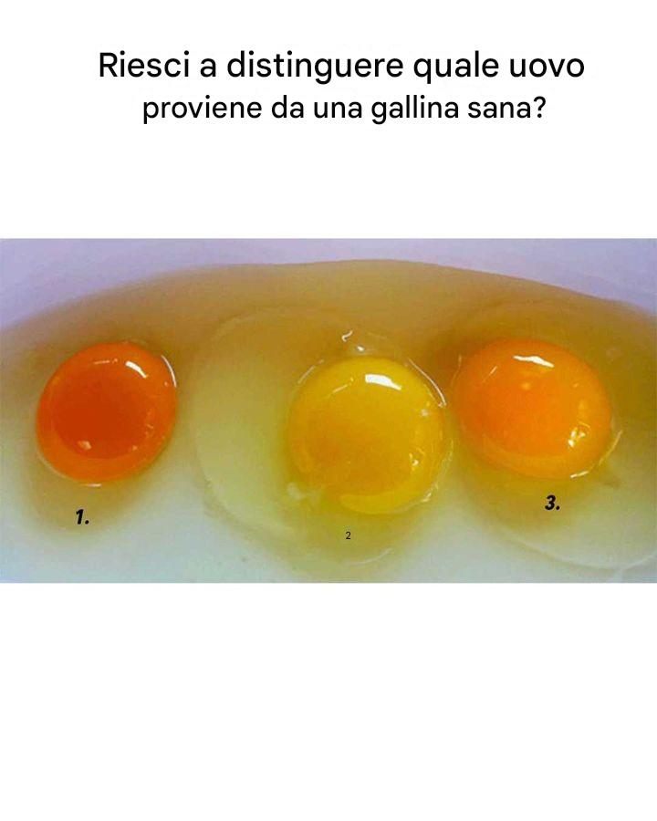 Il colore del tuorlo dipende da dove proviene l’uovo