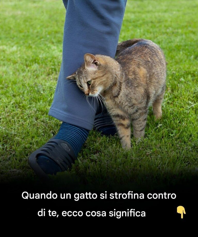 Cosa fare se il tuo gatto si strofina contro di te?