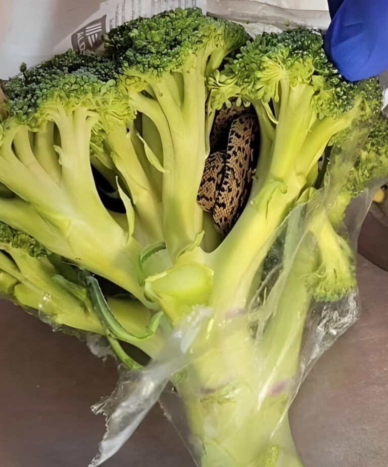 Una scoperta sorprendente in un sacchetto di broccoli dell'Aldi: un'avventura culinaria che ha cambiato tutto