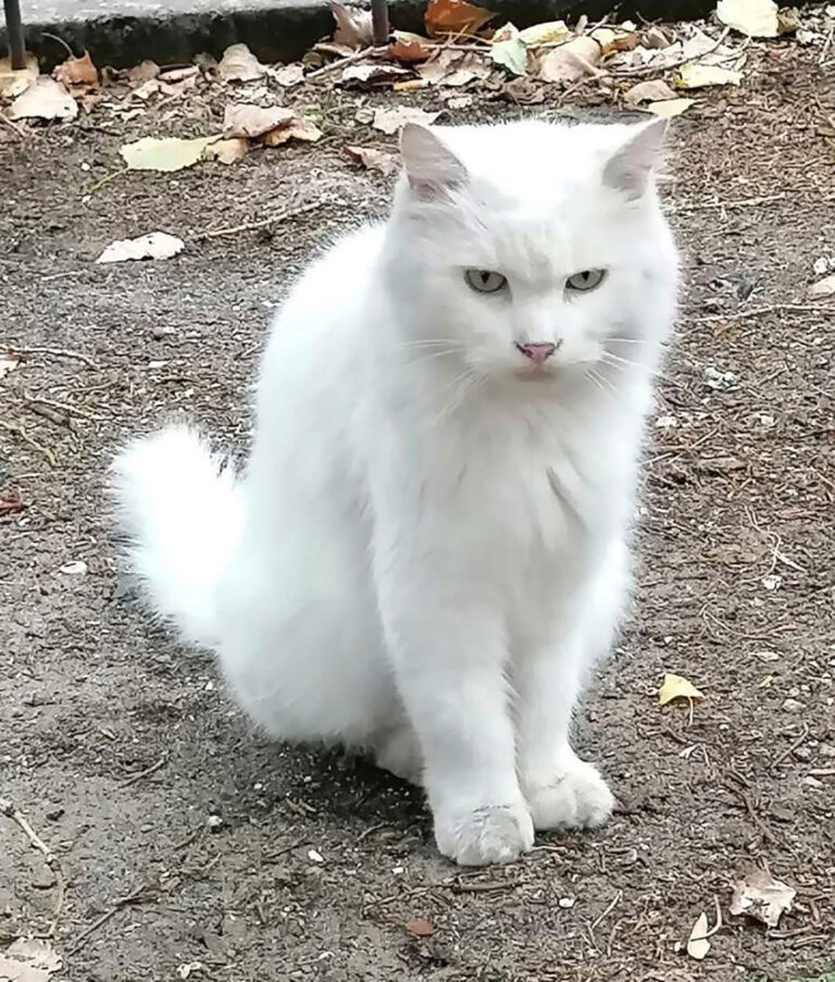 Cani e gatti non finiscono in casa tua per caso. Ecco cosa significa la loro presenza.