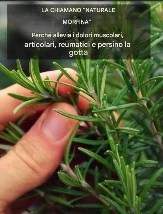 Scopri la pianta dell’eterna giovinezza: l’Aloe Vera