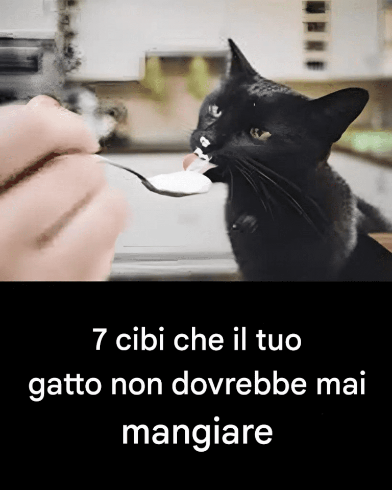 7 alimenti che non dovresti dare al tuo gatto