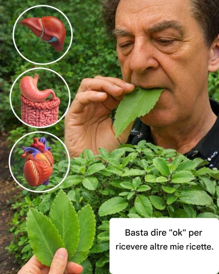 Folha-da-Vida (Kalanchoe): la pianta da giardino che molte persone hanno, ma pochi sanno come usare